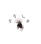 あいづちパルム♩トイプードル（個別スタンプ：13）