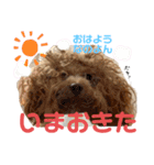 シャロンともっぷの日常なのよん2（個別スタンプ：1）