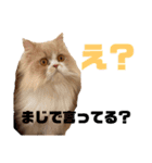 シャロンともっぷの日常なのよん2（個別スタンプ：2）