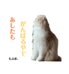 シャロンともっぷの日常なのよん2（個別スタンプ：16）