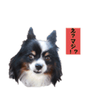 タンプスタンプスタンプ2（個別スタンプ：13）