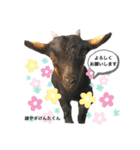ふれあい動物園のみんなPart 2（個別スタンプ：1）