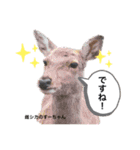ふれあい動物園のみんなPart 2（個別スタンプ：10）