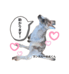 ふれあい動物園のみんなPart 2（個別スタンプ：11）