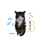ふれあい動物園のみんなPart 2（個別スタンプ：13）