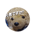 くまのスタンプ2（個別スタンプ：2）