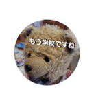 くまのスタンプ2（個別スタンプ：21）