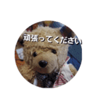 くまのスタンプ2（個別スタンプ：22）
