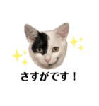 うちの猫たち。カイ、ムギ、チロル。（個別スタンプ：1）