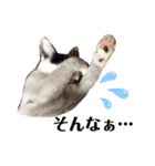 うちの猫たち。カイ、ムギ、チロル。（個別スタンプ：3）