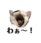 うちの猫たち。カイ、ムギ、チロル。（個別スタンプ：4）
