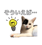 うちの猫たち。カイ、ムギ、チロル。（個別スタンプ：5）