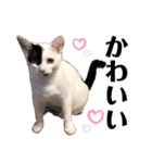 うちの猫たち。カイ、ムギ、チロル。（個別スタンプ：6）
