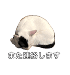 うちの猫たち。カイ、ムギ、チロル。（個別スタンプ：7）