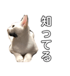 うちの猫たち。カイ、ムギ、チロル。（個別スタンプ：8）