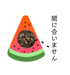 うちの猫たち。カイ、ムギ、チロル。（個別スタンプ：9）