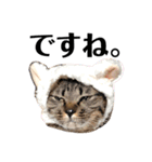 うちの猫たち。カイ、ムギ、チロル。（個別スタンプ：10）