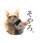 うちの猫たち。カイ、ムギ、チロル。（個別スタンプ：11）