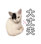 うちの猫たち。カイ、ムギ、チロル。（個別スタンプ：14）