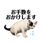 うちの猫たち。カイ、ムギ、チロル。（個別スタンプ：15）