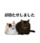 うちの猫たち。カイ、ムギ、チロル。（個別スタンプ：16）
