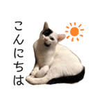 うちの猫たち。カイ、ムギ、チロル。（個別スタンプ：17）