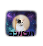 うちの猫たち。カイ、ムギ、チロル。（個別スタンプ：18）