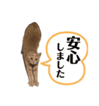 うちの猫たち。カイ、ムギ、チロル。（個別スタンプ：21）