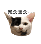 うちの猫たち。カイ、ムギ、チロル。（個別スタンプ：22）