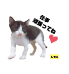みらいねこ横濱⑦（個別スタンプ：10）