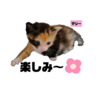 みらいねこ横濱⑦（個別スタンプ：14）