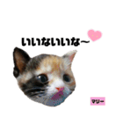 みらいねこ横濱⑦（個別スタンプ：15）