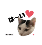 みらいねこ横濱⑦（個別スタンプ：18）