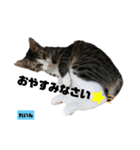 みらいねこ横濱⑦（個別スタンプ：39）