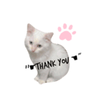 White cats しろねこ 白猫（個別スタンプ：1）