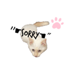 White cats しろねこ 白猫（個別スタンプ：2）