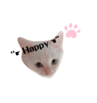 White cats しろねこ 白猫（個別スタンプ：3）