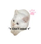 White cats しろねこ 白猫（個別スタンプ：4）