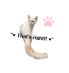 White cats しろねこ 白猫（個別スタンプ：6）
