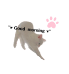 White cats しろねこ 白猫（個別スタンプ：7）