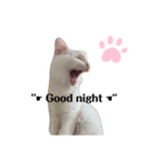 White cats しろねこ 白猫（個別スタンプ：8）