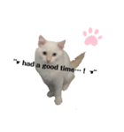 White cats しろねこ 白猫（個別スタンプ：9）