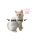 White cats しろねこ 白猫（個別スタンプ：10）