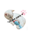 White cats しろねこ 白猫（個別スタンプ：11）