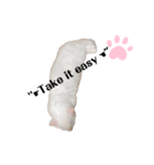 White cats しろねこ 白猫（個別スタンプ：12）