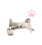 White cats しろねこ 白猫（個別スタンプ：14）