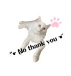 White cats しろねこ 白猫（個別スタンプ：15）