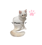 White cats しろねこ 白猫（個別スタンプ：16）