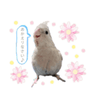 ミンチョップ（個別スタンプ：11）