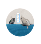 ミンチョップ（個別スタンプ：15）